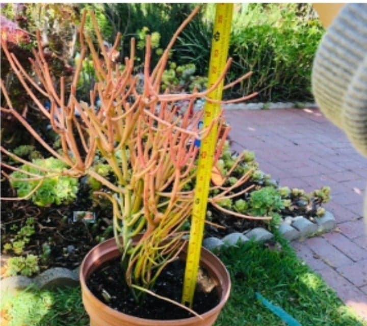 Large Colorful Pencil cactus Euphorbia Tirucalli 25" - Thumbnail 3