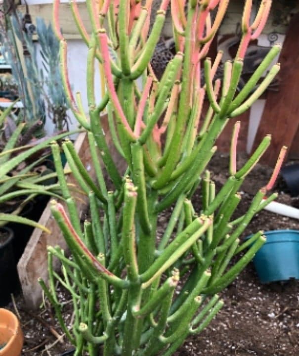 Fire Stick Cactus ~ Euphorbia tirucalli Fire stick 24" - Thumbnail 5