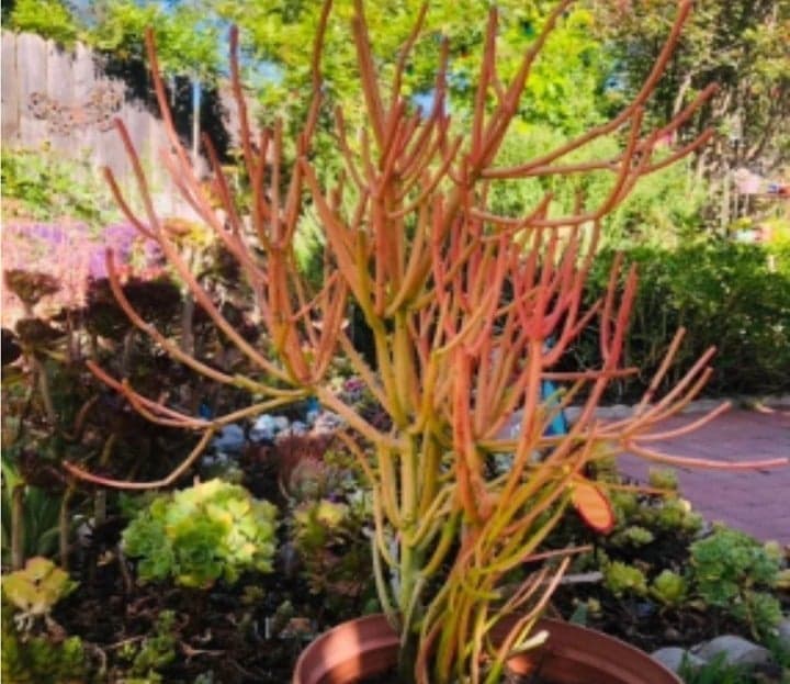 Large Colorful Pencil cactus Euphorbia Tirucalli 25" - Thumbnail 2