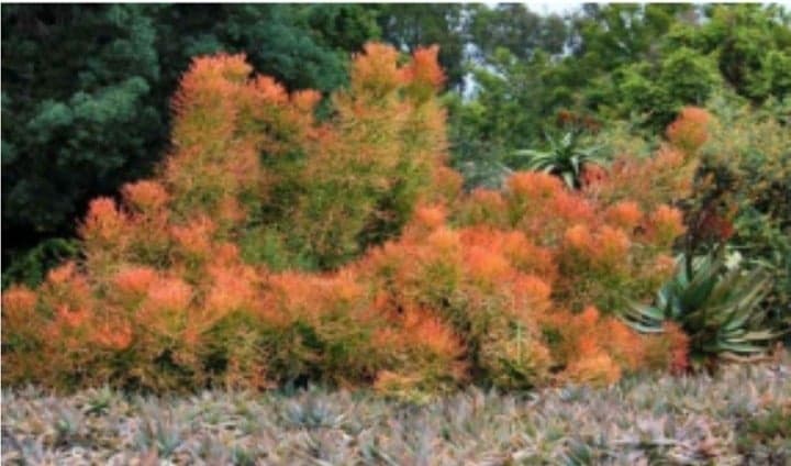 Fire Stick Cactus ~ Euphorbia tirucalli Fire stick 24" - Thumbnail 6