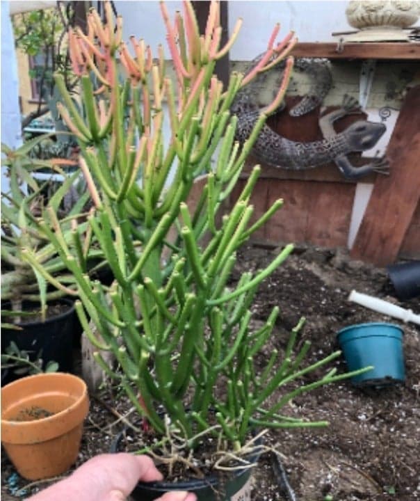 Fire Stick Cactus ~ Euphorbia tirucalli Fire stick 24" - Thumbnail 4