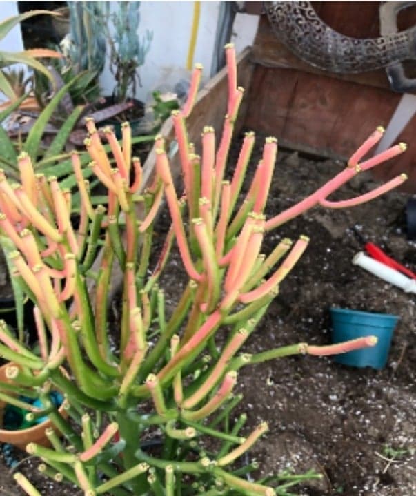 Fire Stick Cactus ~ Euphorbia tirucalli Fire stick 24" - Thumbnail 3