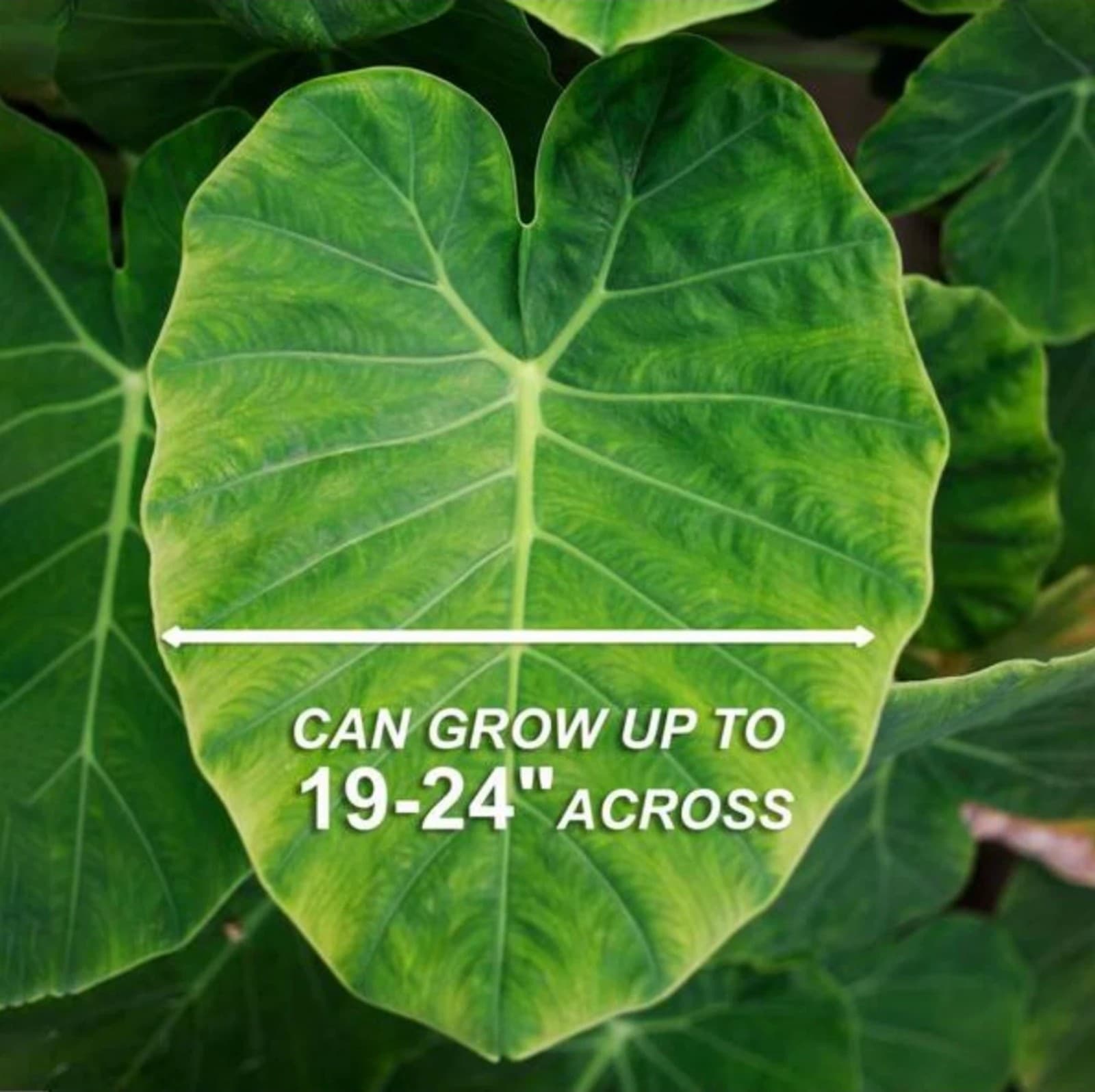 Elephant Ear Bulbs x3 - Thumbnail 2