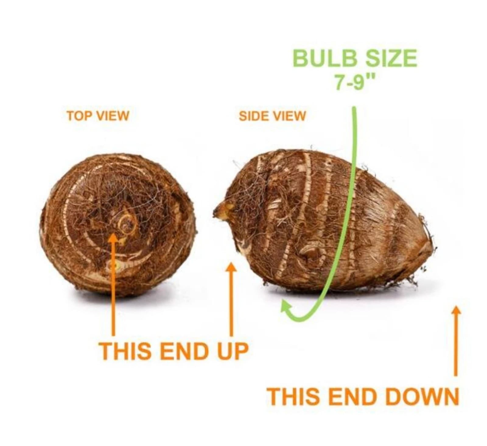 Elephant Ear Bulbs x3 - Thumbnail 3