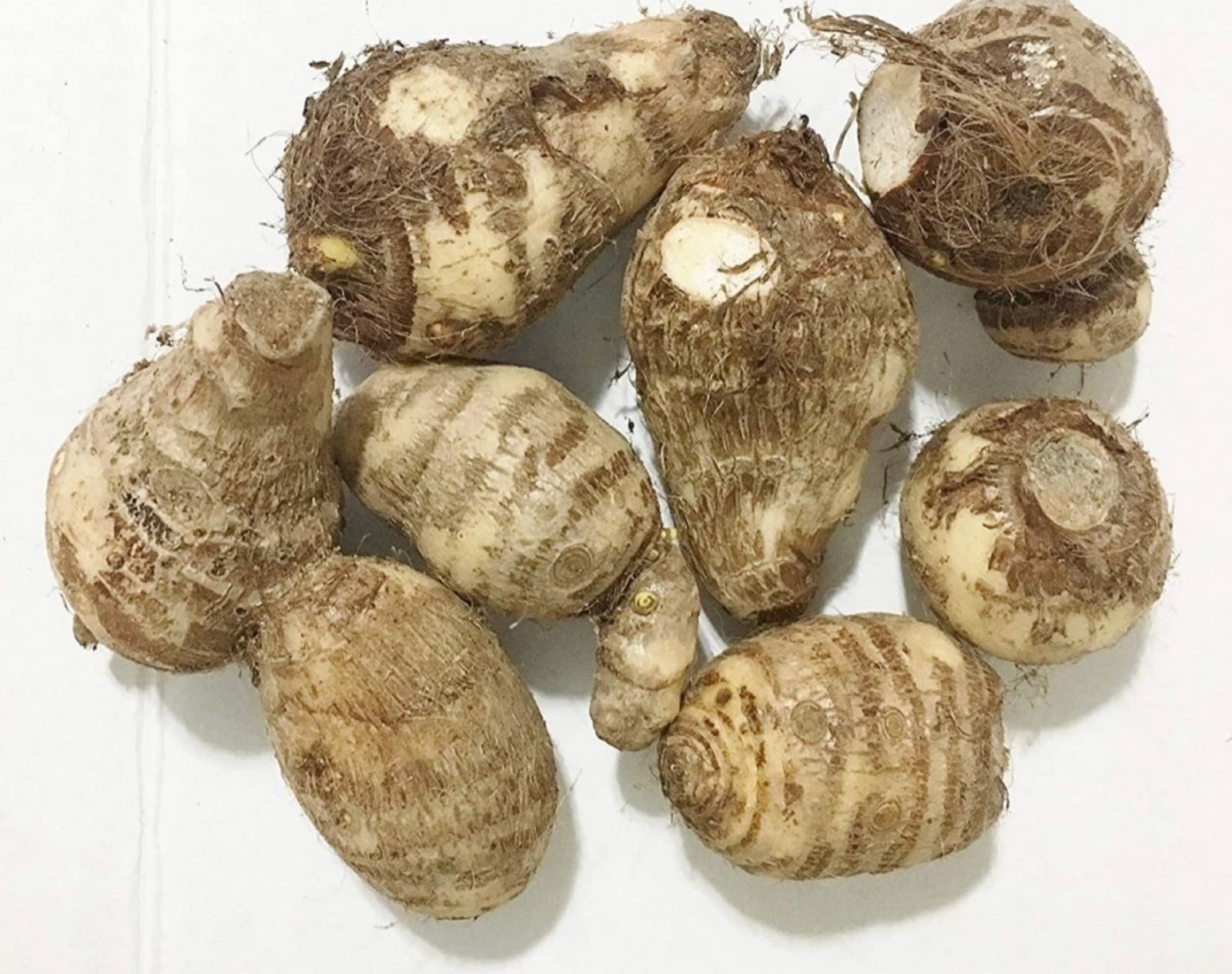 Elephant Ear Bulbs x3 - Thumbnail 4