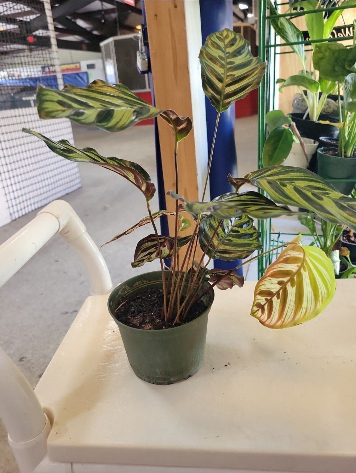 Calathea Prayer Plant - Thumbnail 2