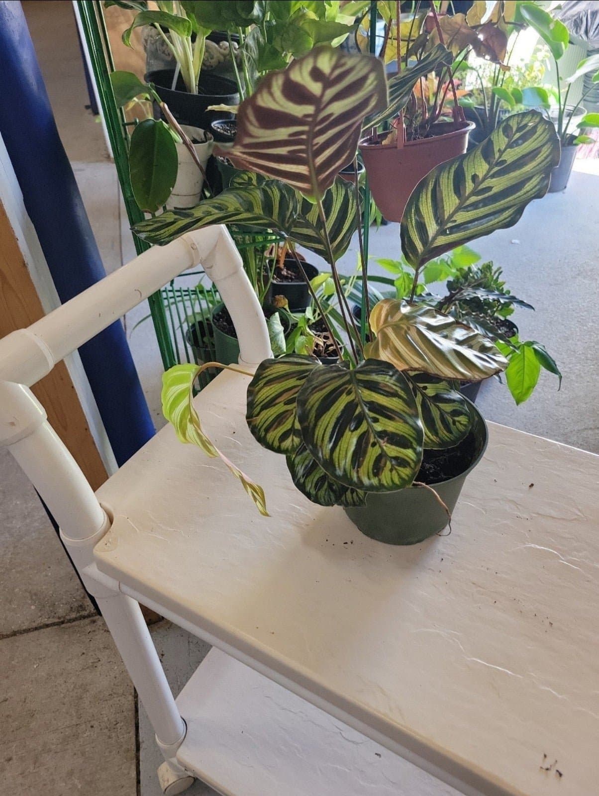 Calathea Prayer Plant - Thumbnail 3