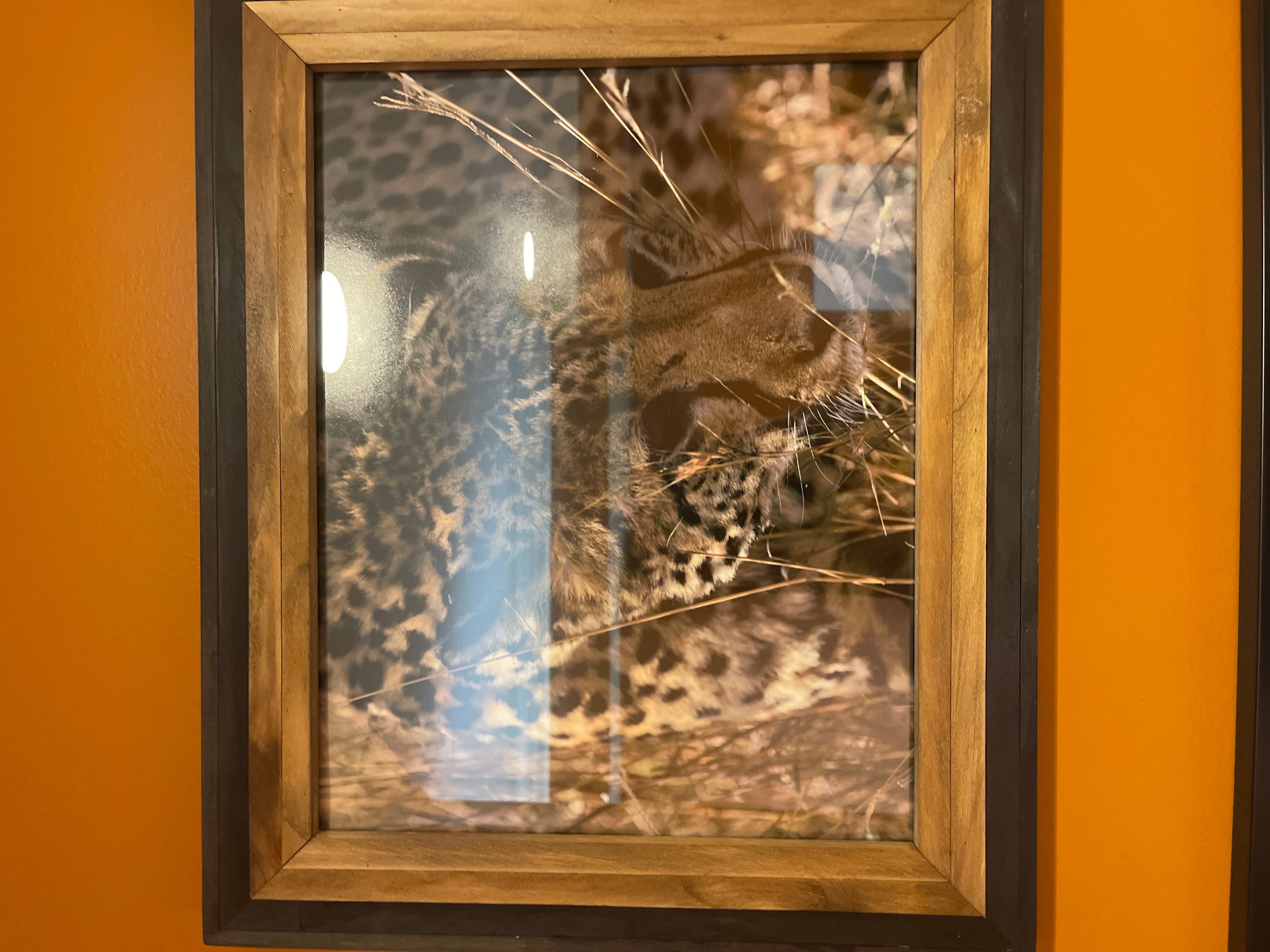 Framed Cheetah Photo - Image 1