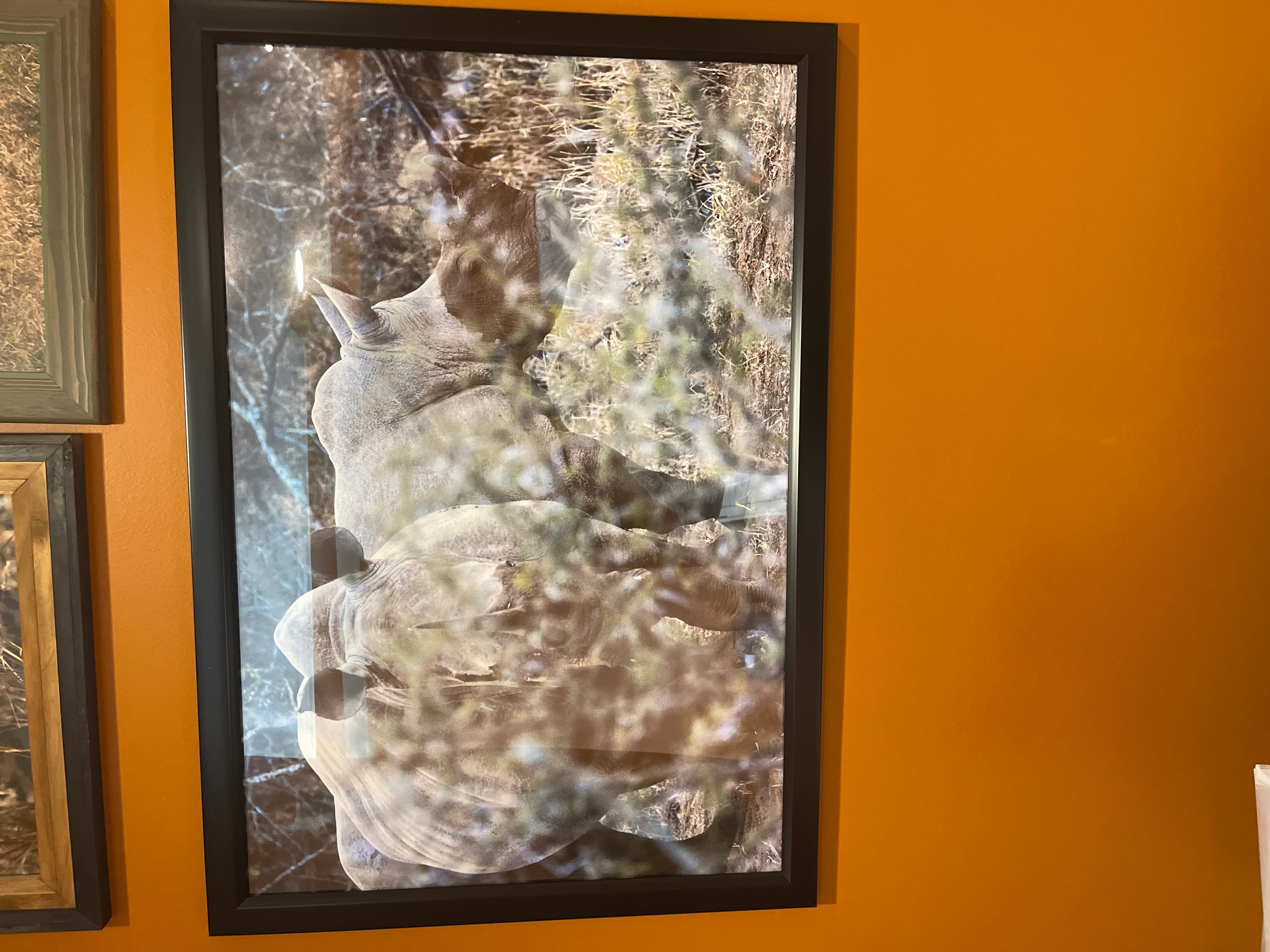 Framed Rhino Photo - Image 1