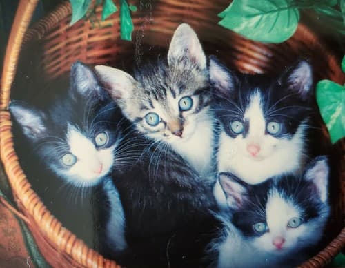 Puzzle LOT OF 3, 300 piece. Unicorn, Puzzle, Cats. NEW - Thumbnail 11