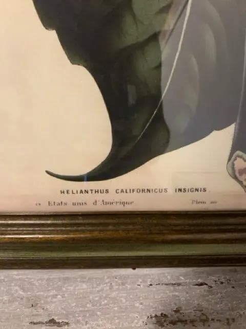 "Helianthus Californicus Insignis" Framed Vintage Botanical Print - Thumbnail 2