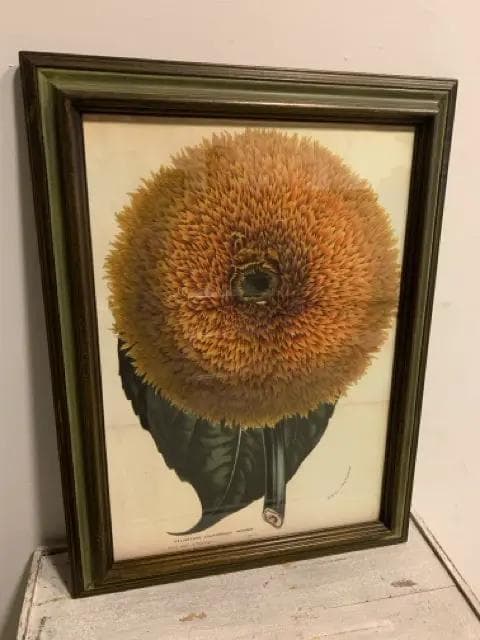 "Helianthus Californicus Insignis" Framed Vintage Botanical Print - Image 1