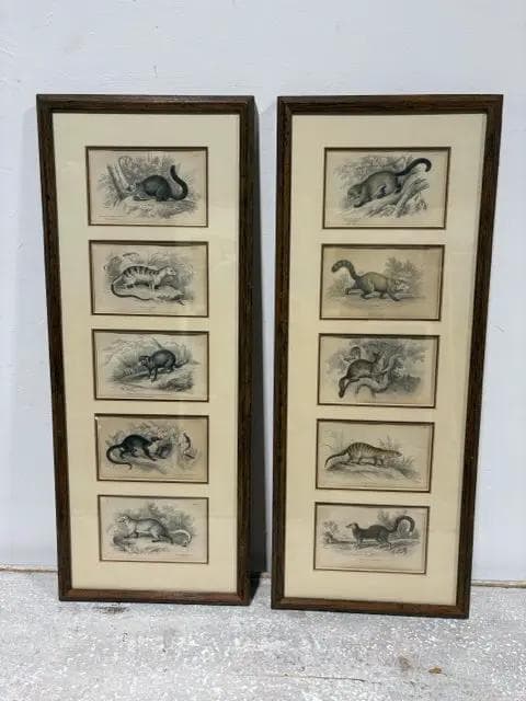 Set Of 2 Antique Weasel Framed Prints - Image 1