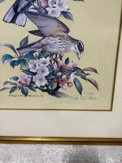"Rose Breasted Grosbeak" Framed Print By Roger Tory Peterson - Thumbnail 2