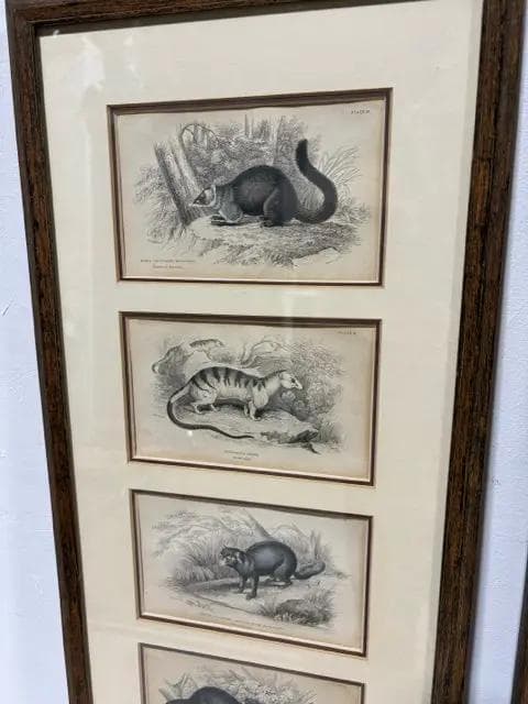 Set Of 2 Antique Weasel Framed Prints - Thumbnail 2