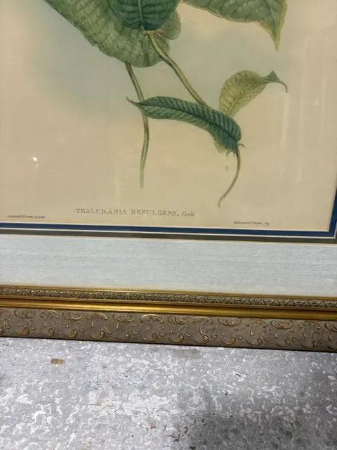 "Thalurania Refulgens" Hummingbird And Floral Print By Gould - Thumbnail 2