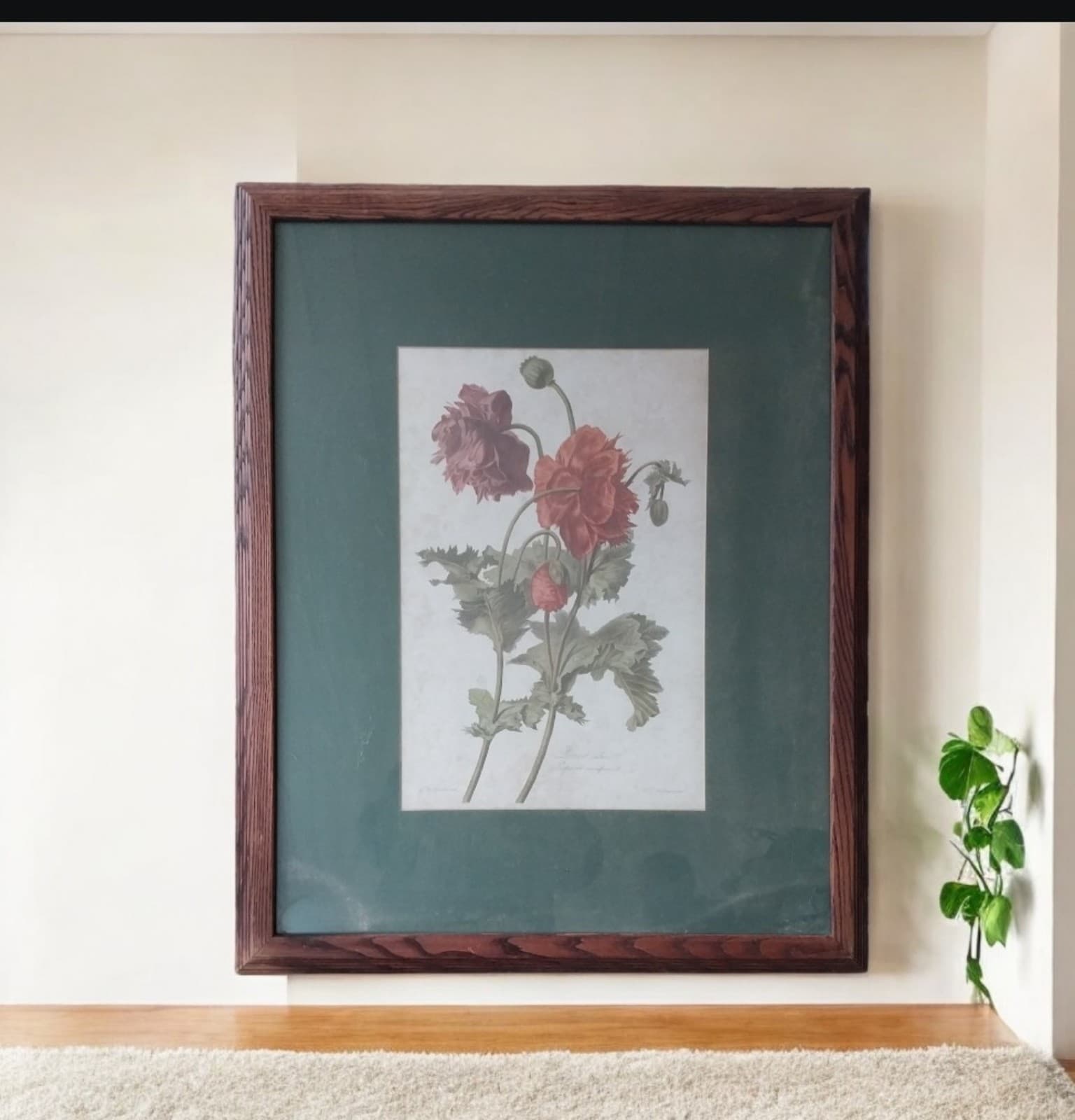 Antique Botanical of Poppy Flowers 19th C. Chromolithograph Poppy - Image 1