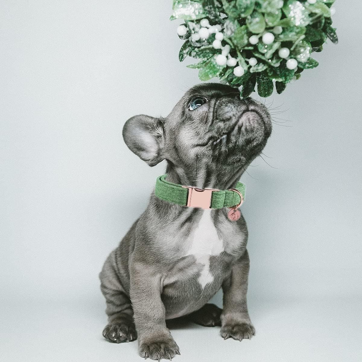 DOGWONG Cotton Dog Collar & Leash Set | Durable, Adjustable, NEW Fast Ship! - Thumbnail 5