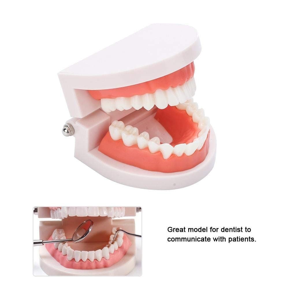 Fake Teeth Model for Teaching | 28 Tooth Typodont | Dentist Demo | BUY! - Thumbnail 6