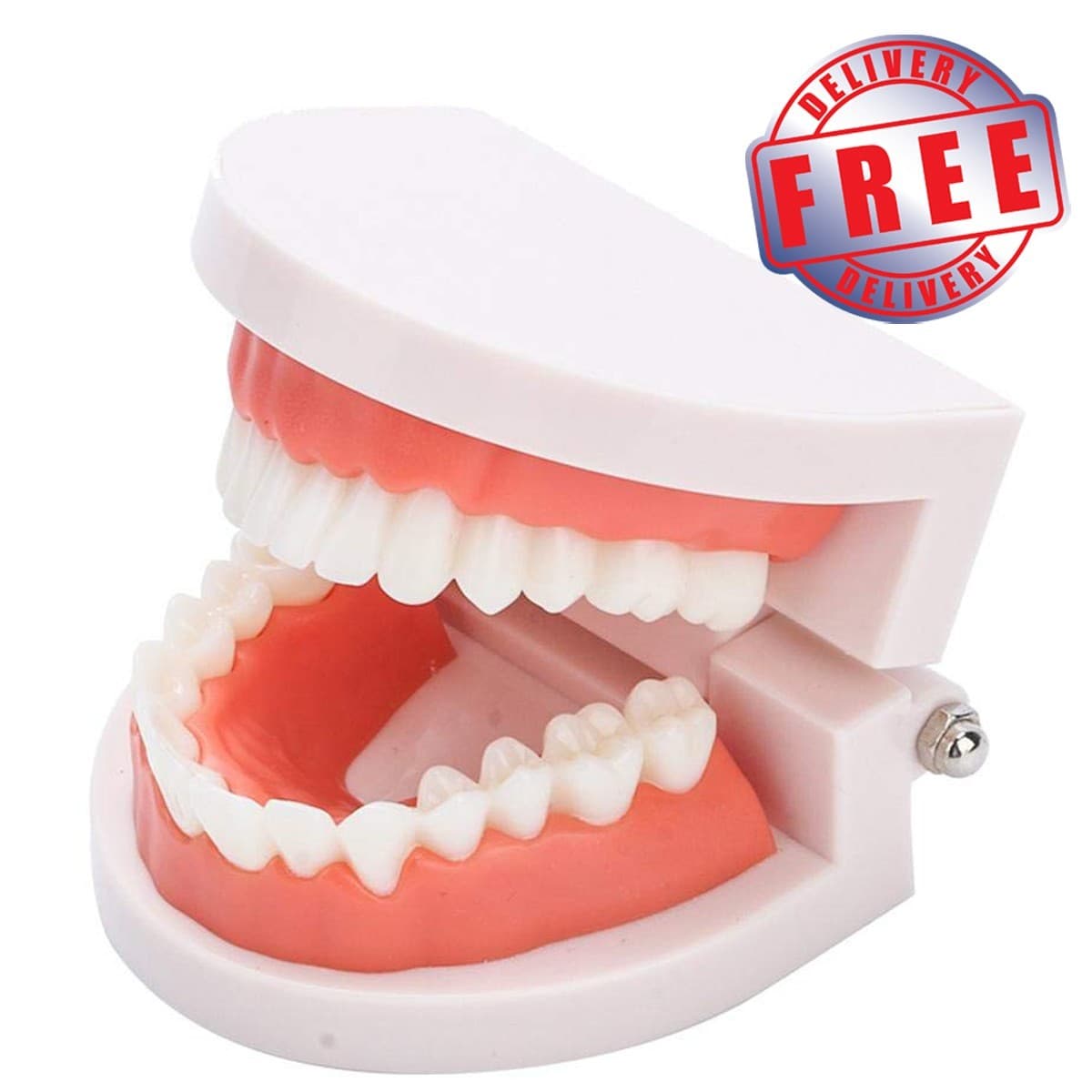 Fake Teeth Model for Teaching | 28 Tooth Typodont | Dentist Demo | BUY!