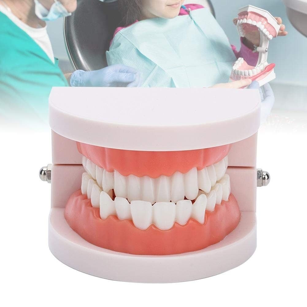 Fake Teeth Model for Teaching | 28 Tooth Typodont | Dentist Demo | BUY! - Thumbnail 4