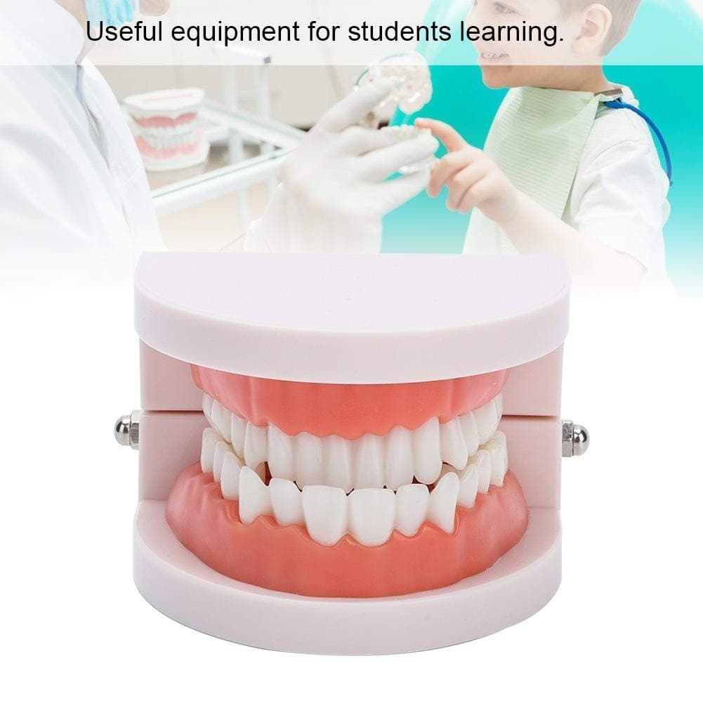 Fake Teeth Model for Teaching | 28 Tooth Typodont | Dentist Demo | BUY! - Thumbnail 5