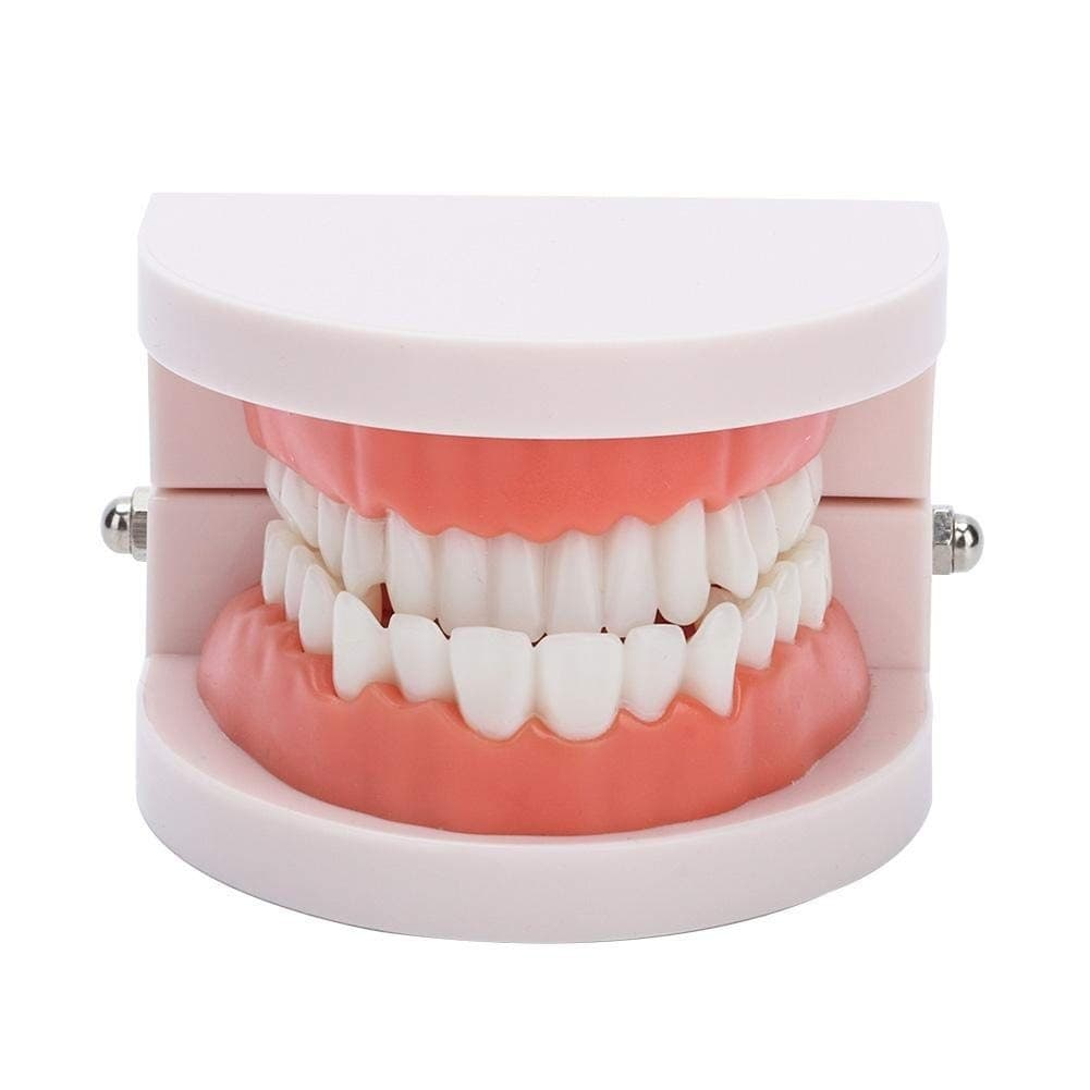 Fake Teeth Model for Teaching | 28 Tooth Typodont | Dentist Demo | BUY! - Thumbnail 8