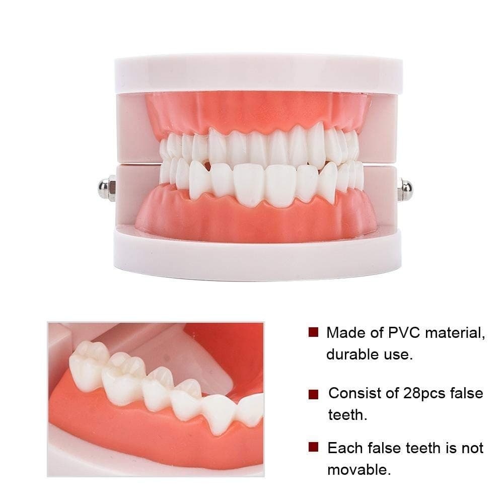 Fake Teeth Model for Teaching | 28 Tooth Typodont | Dentist Demo | BUY! - Thumbnail 3