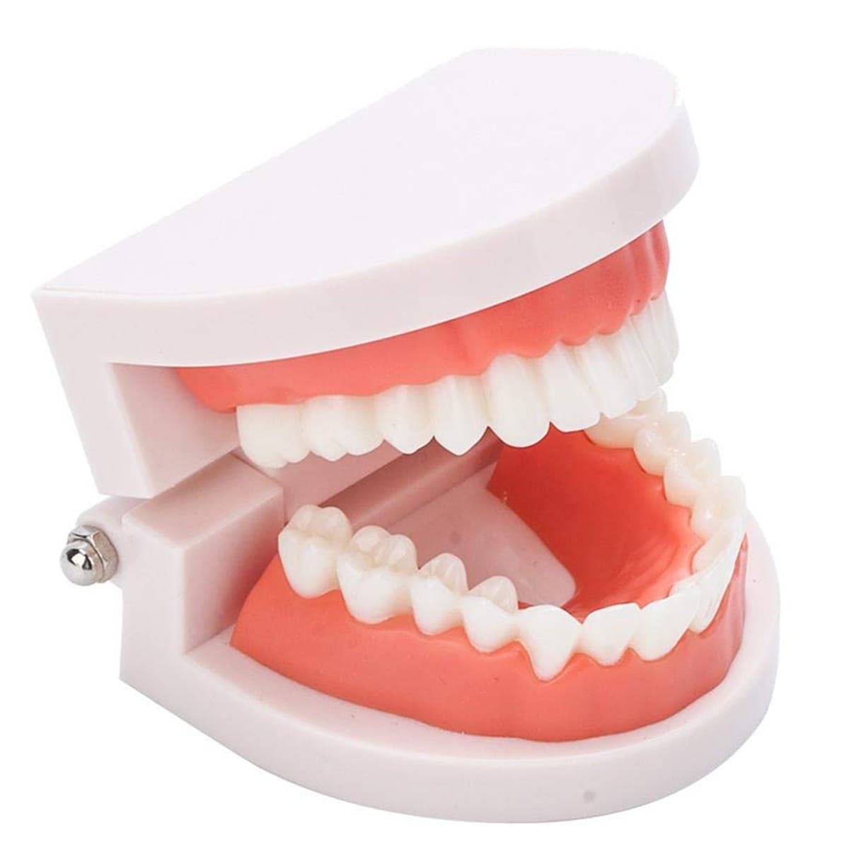 Fake Teeth Model for Teaching | 28 Tooth Typodont | Dentist Demo | BUY! - Thumbnail 11
