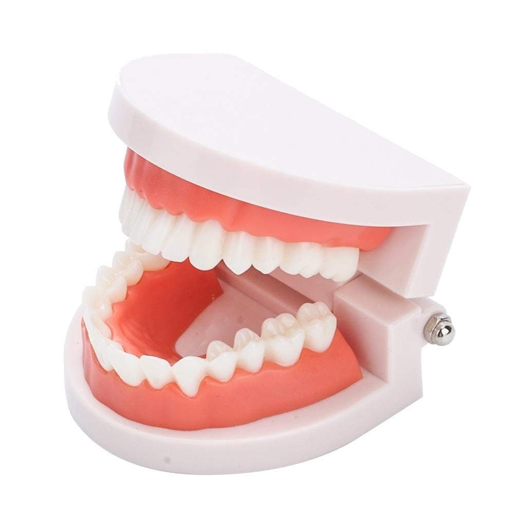 Fake Teeth Model for Teaching | 28 Tooth Typodont | Dentist Demo | BUY! - Thumbnail 10