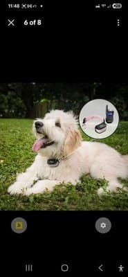 Dog Training Collar Pink Bring – Waterproof, Remote Control, 990ft Range -XSmall - Thumbnail 5