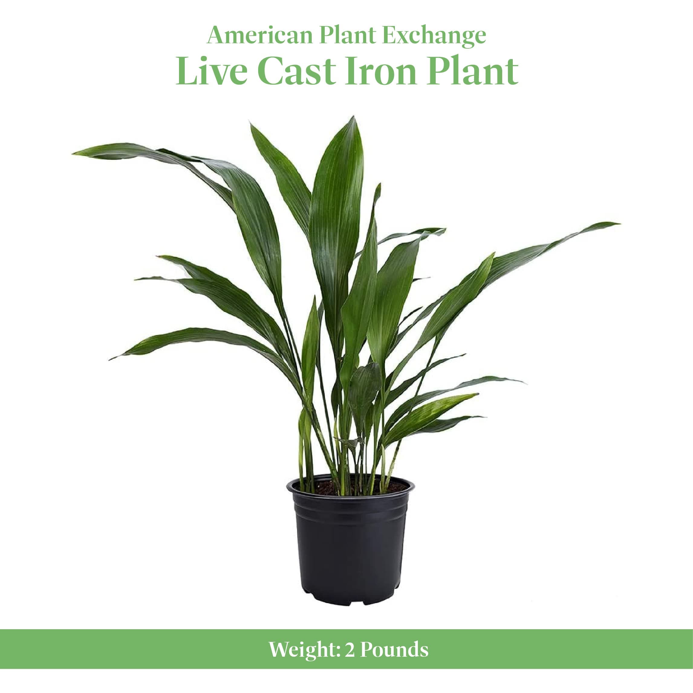 American Plant Exchange Cast Iron Plant – Live 6-Inch Potted Evergreen, Low-Main - Thumbnail 2