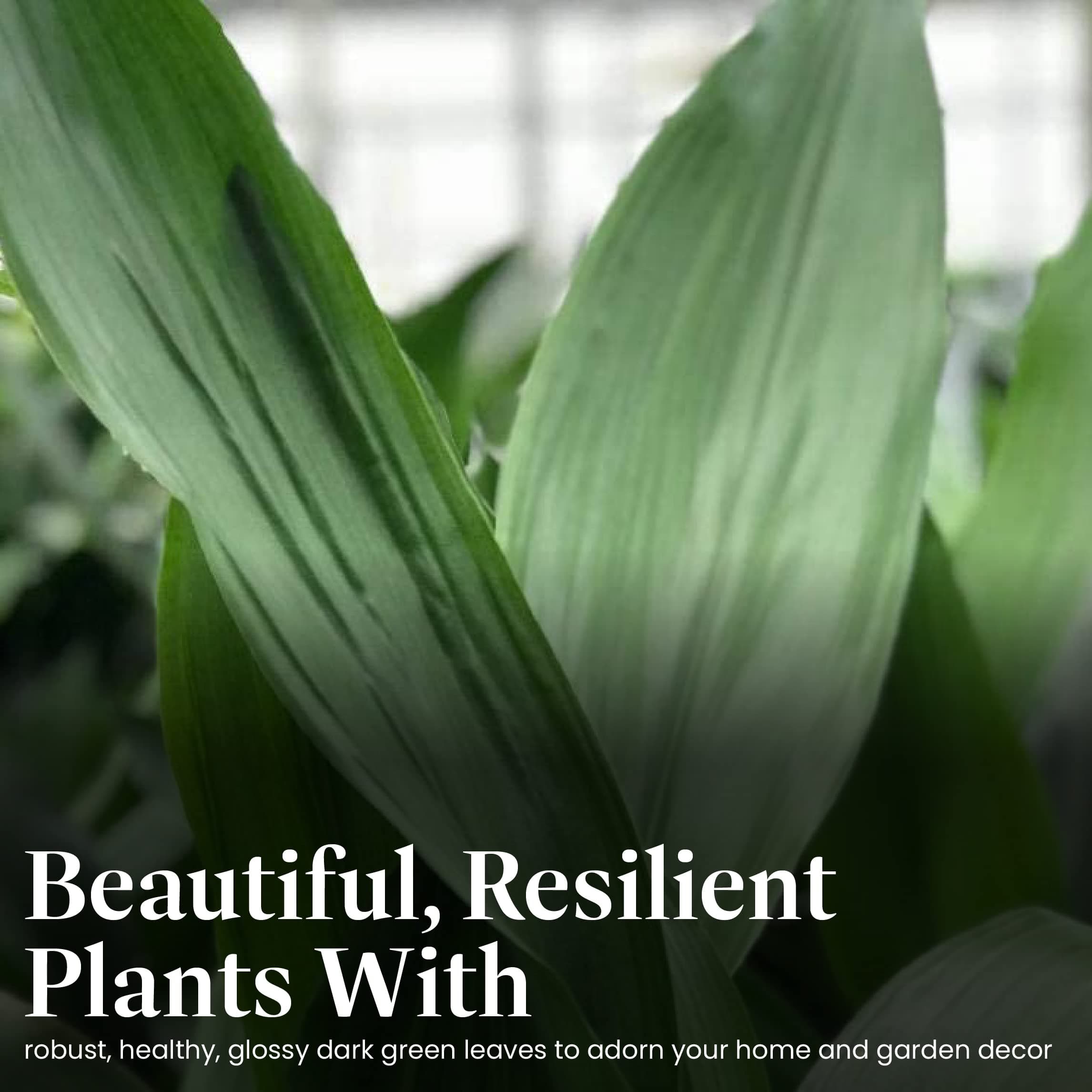 American Plant Exchange Cast Iron Plant – Live 6-Inch Potted Evergreen, Low-Main - Thumbnail 3