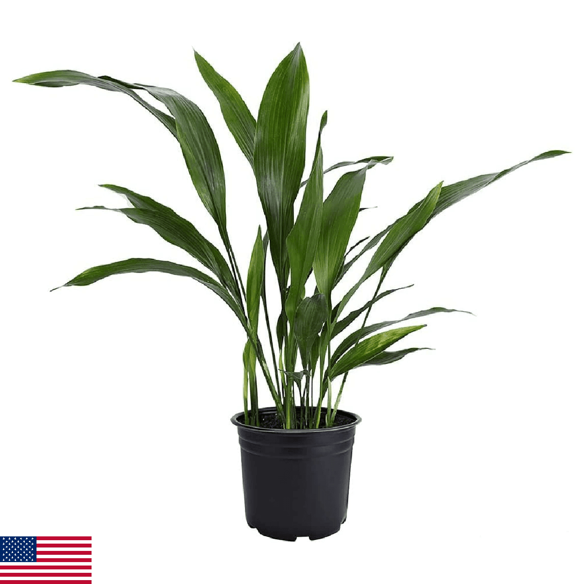 American Plant Exchange Cast Iron Plant – Live 6-Inch Potted Evergreen, Low-Main - Image 1