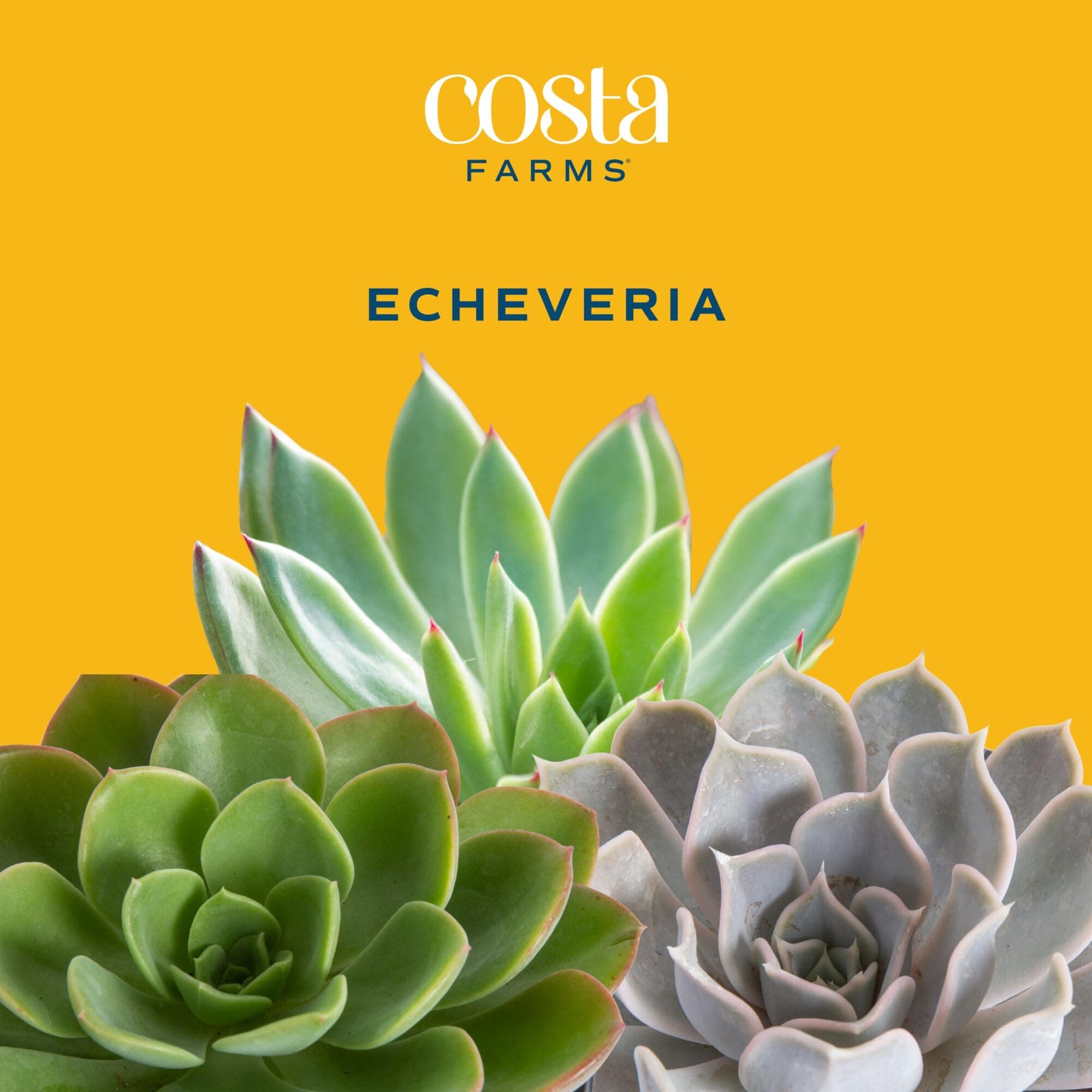 Costa Farms Echeveria Succulents Fully Rooted Live Indoor Plant 6-Inches Tall, i - Thumbnail 4