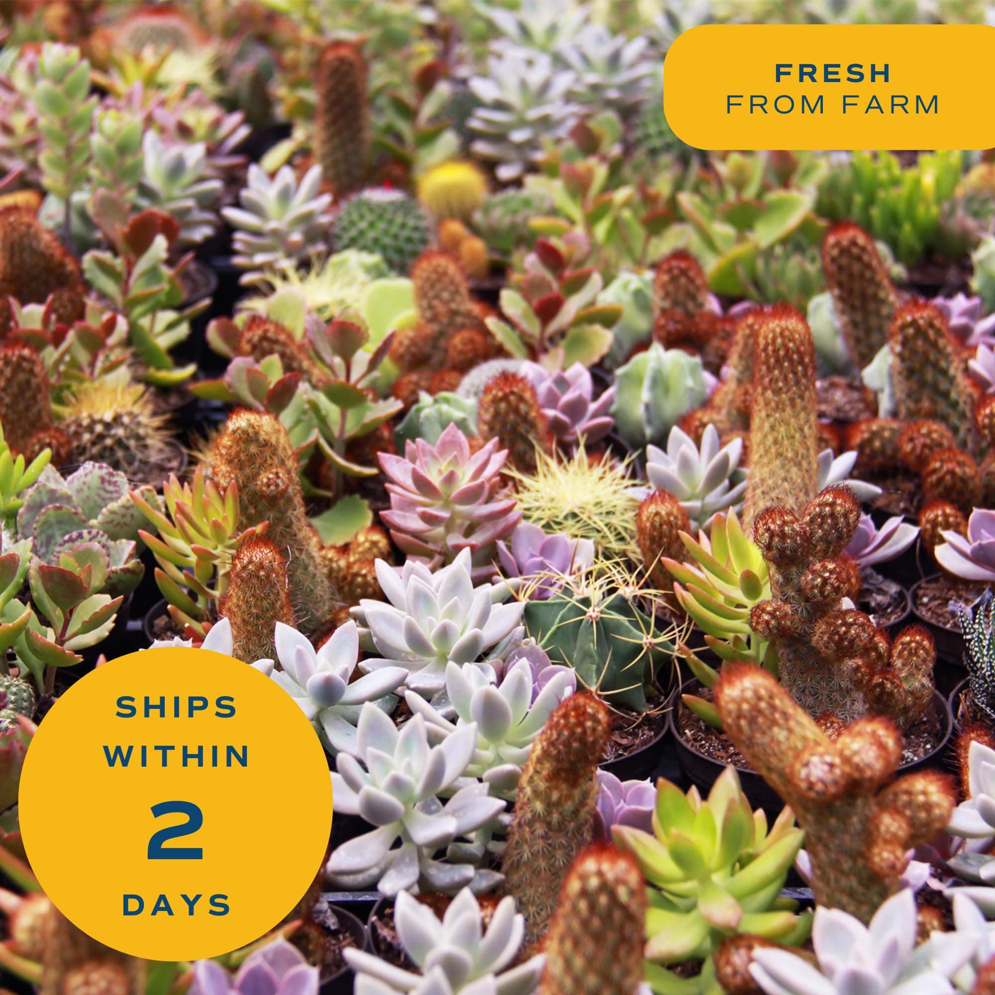 Costa Farms Echeveria Succulents Fully Rooted Live Indoor Plant 6-Inches Tall, i - Thumbnail 7