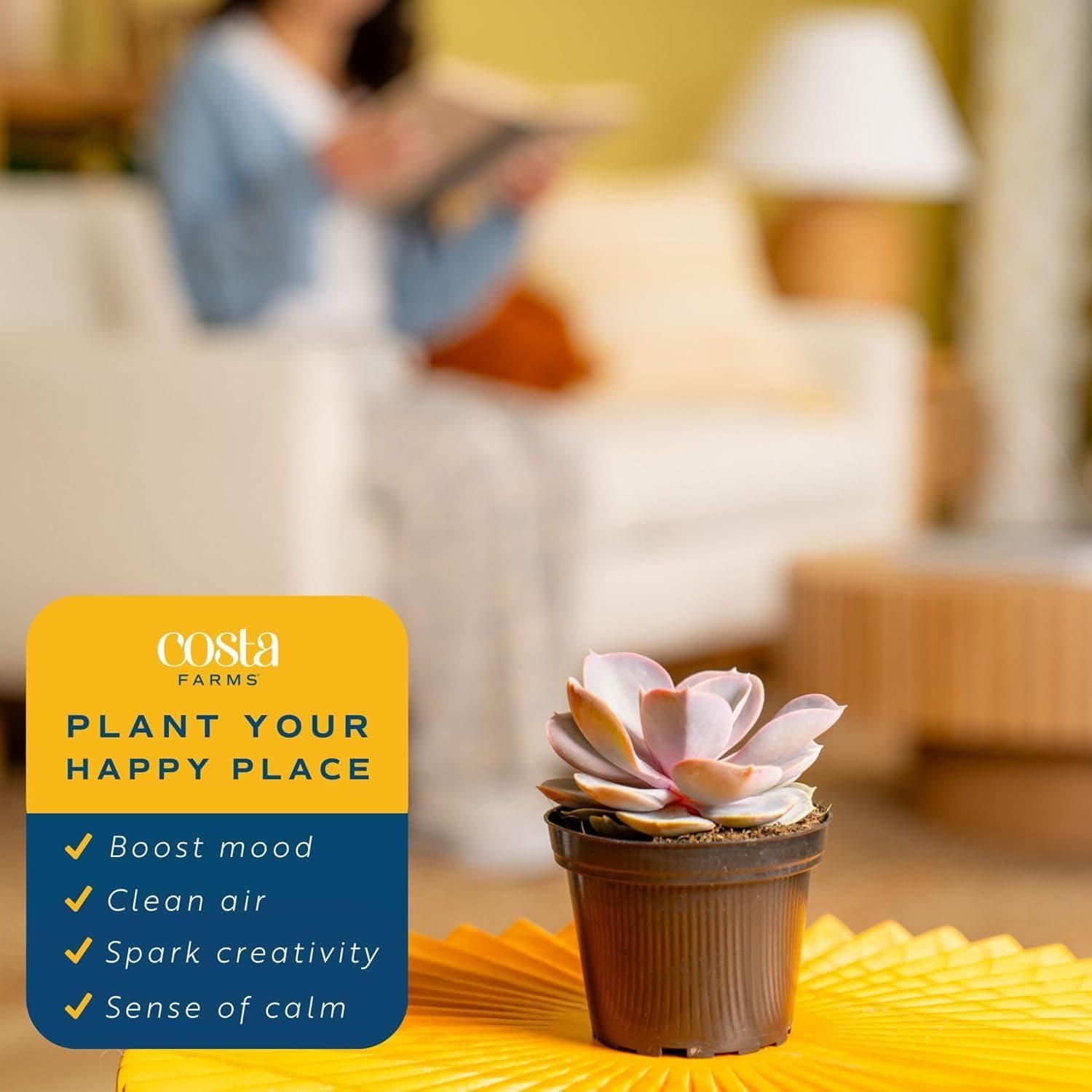 Costa Farms Echeveria Succulents Fully Rooted Live Indoor Plant 6-Inches Tall, i - Thumbnail 5