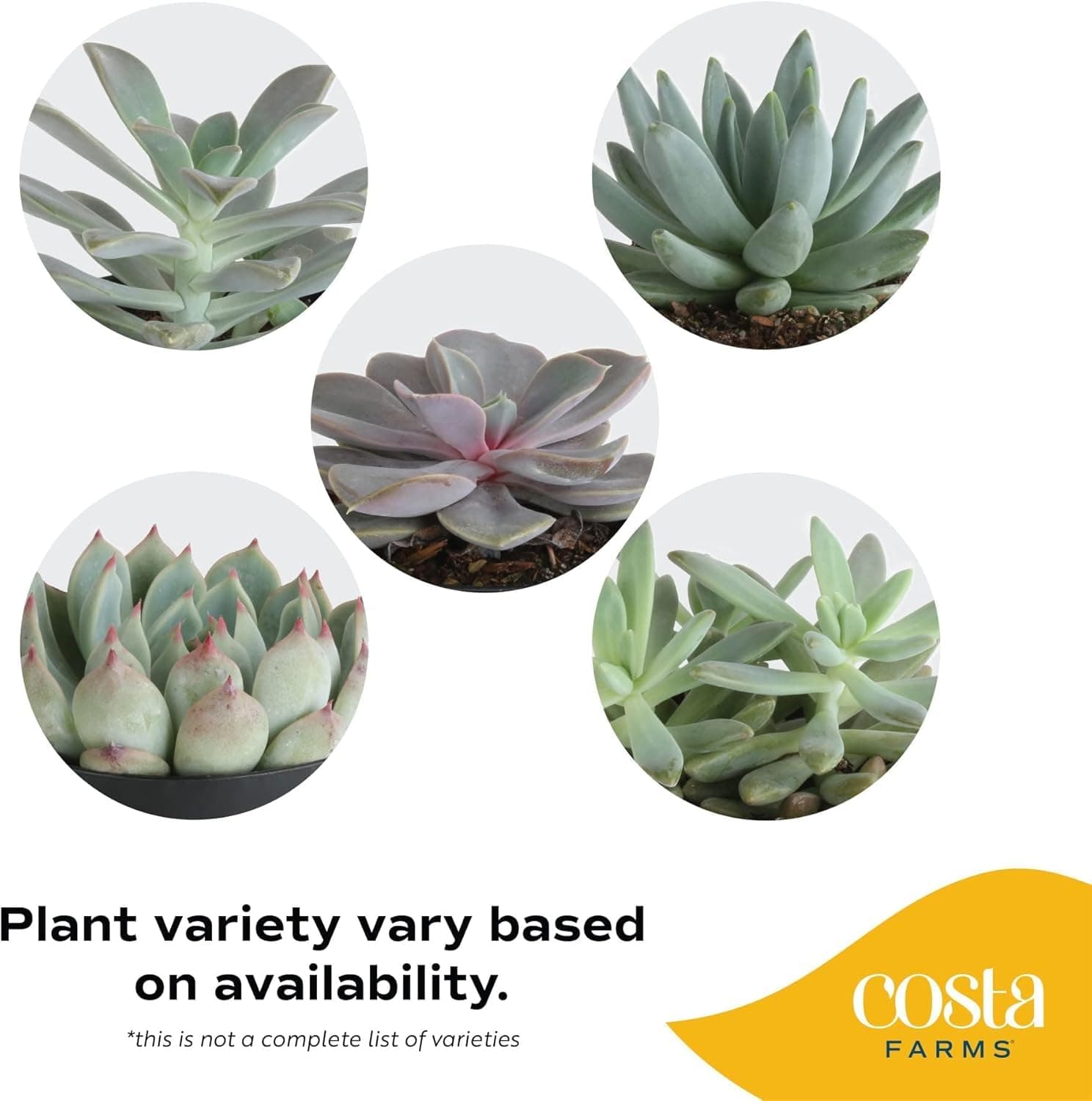 Costa Farms Echeveria Succulents Fully Rooted Live Indoor Plant 6-Inches Tall, i - Thumbnail 3