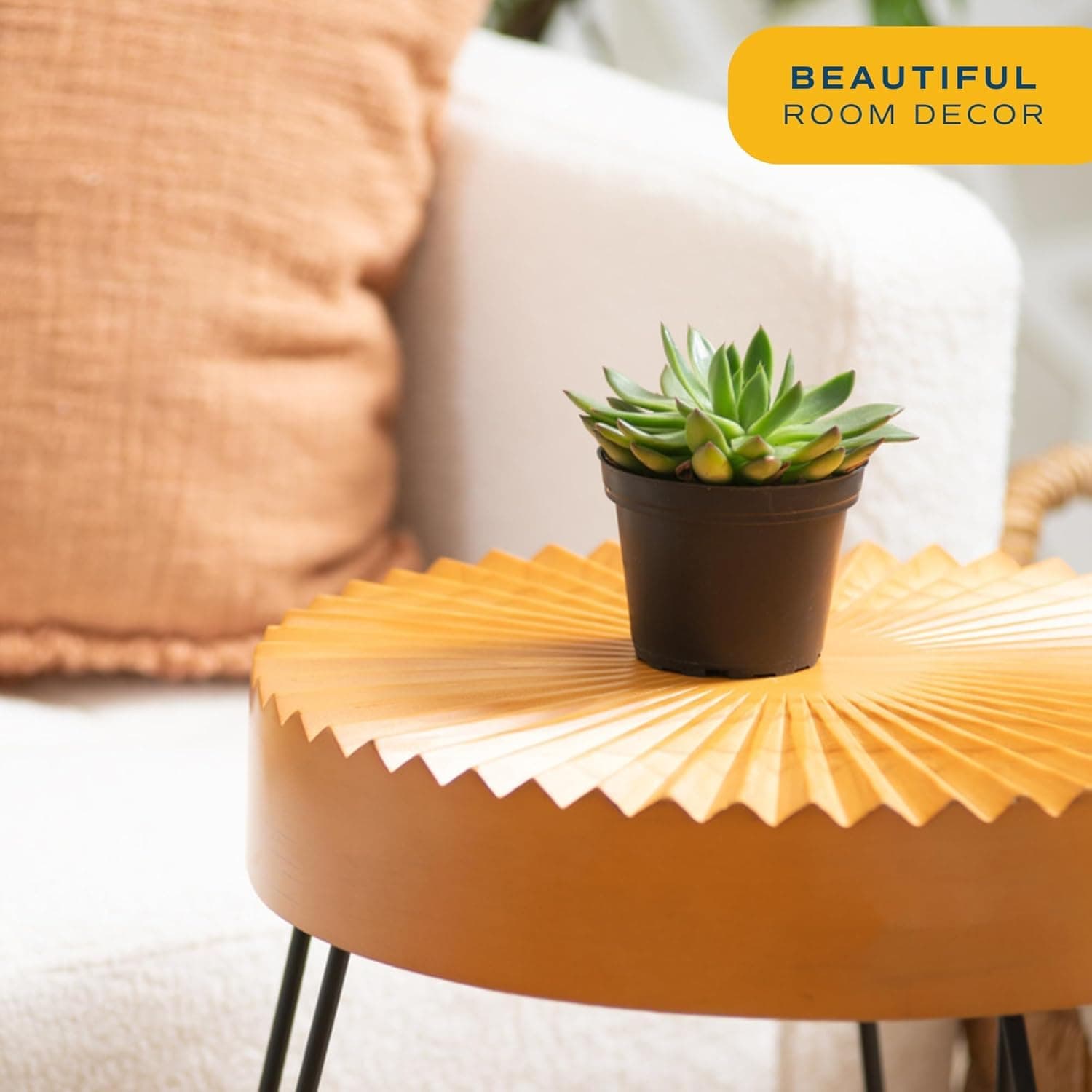 Costa Farms Echeveria Succulents Fully Rooted Live Indoor Plant 6-Inches Tall, i - Thumbnail 2