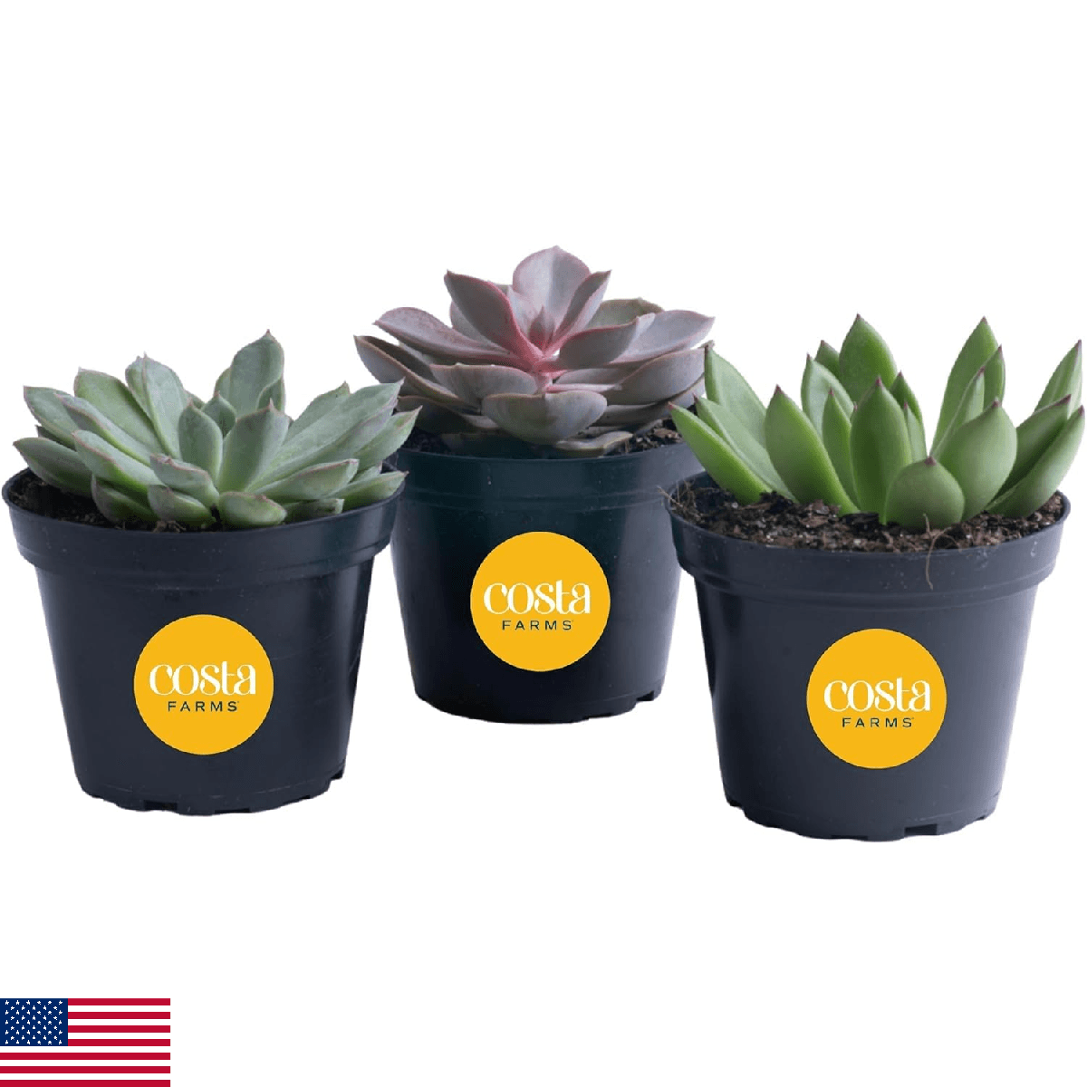 Costa Farms Echeveria Succulents Fully Rooted Live Indoor Plant 6-Inches Tall, i - Image 1