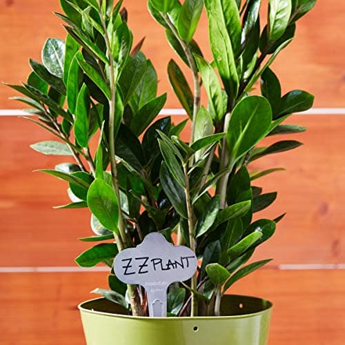 Bosmere Wren Professional 6-1/2-Inch Stainless Steel Re-Usable Plant Labels, 12- - Thumbnail 5