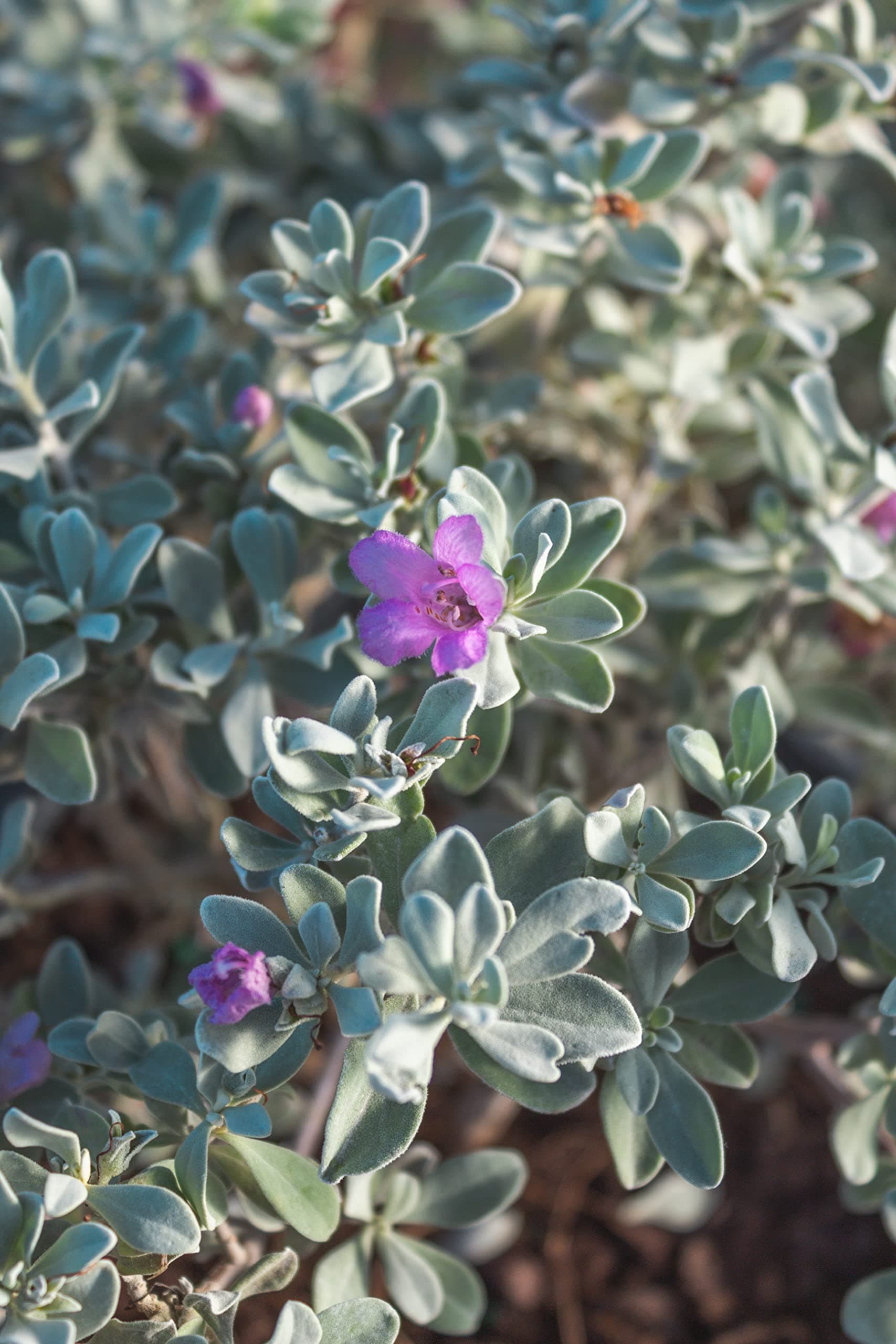 1G Silverado Sage Plant, Shrubs Live in Planters for Outdoor Plants Live, Live P - Thumbnail 6