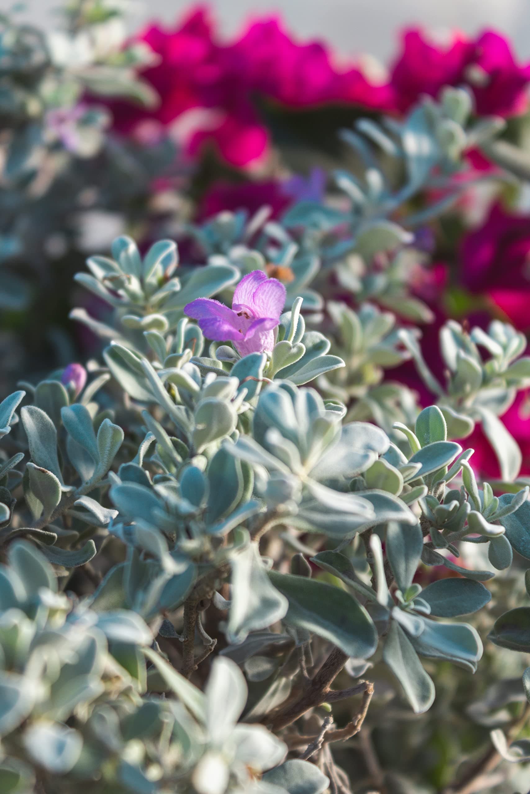 1G Silverado Sage Plant, Shrubs Live in Planters for Outdoor Plants Live, Live P - Thumbnail 7