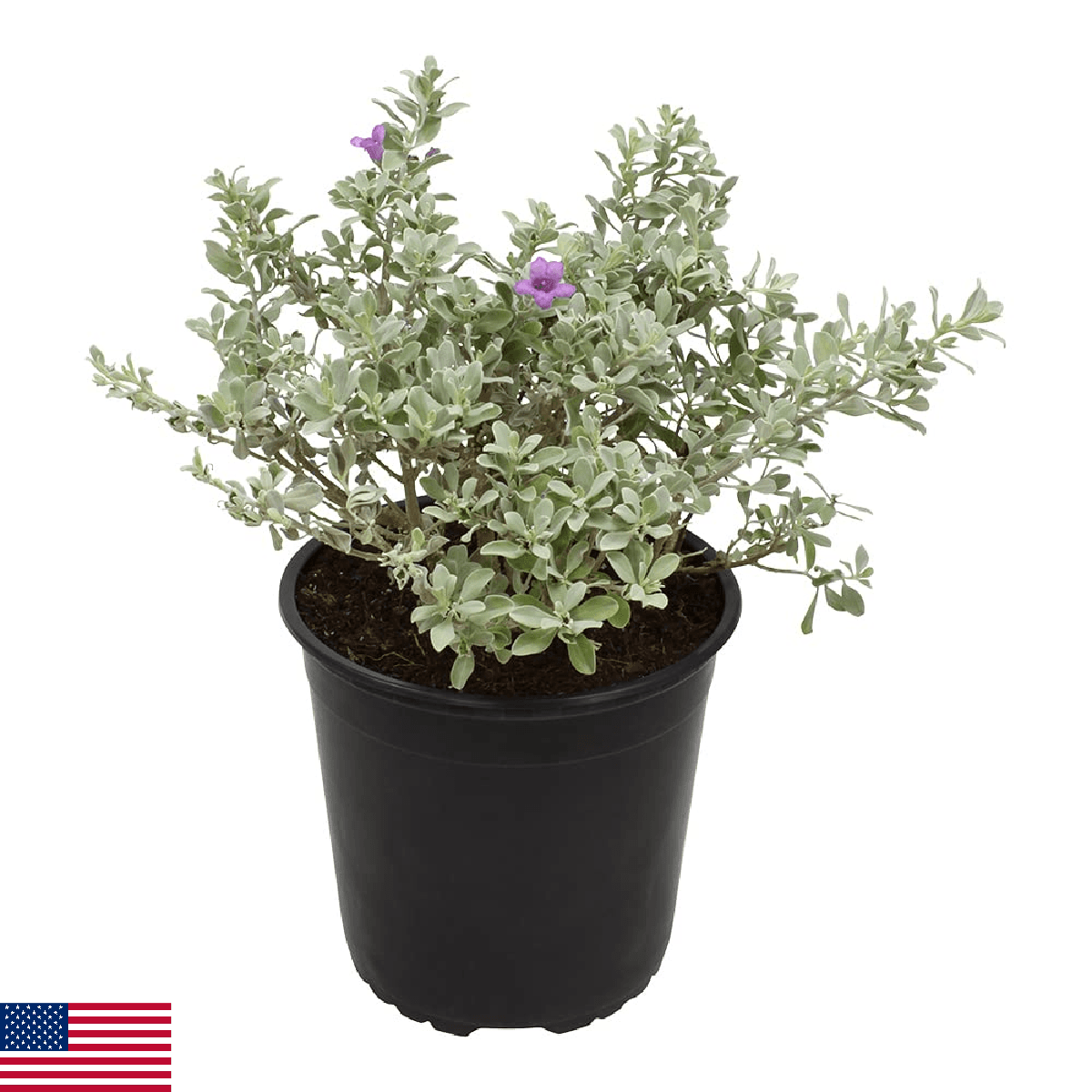 1G Silverado Sage Plant, Shrubs Live in Planters for Outdoor Plants Live, Live P - Image 1