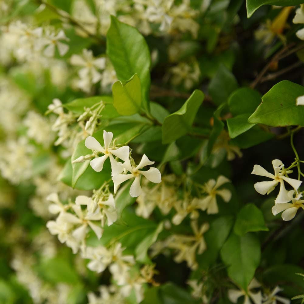 Perfect Plants Confederate Jasmine Live Plant, 1 Gallon Pot - 2 Pack, Includes C - Thumbnail 3