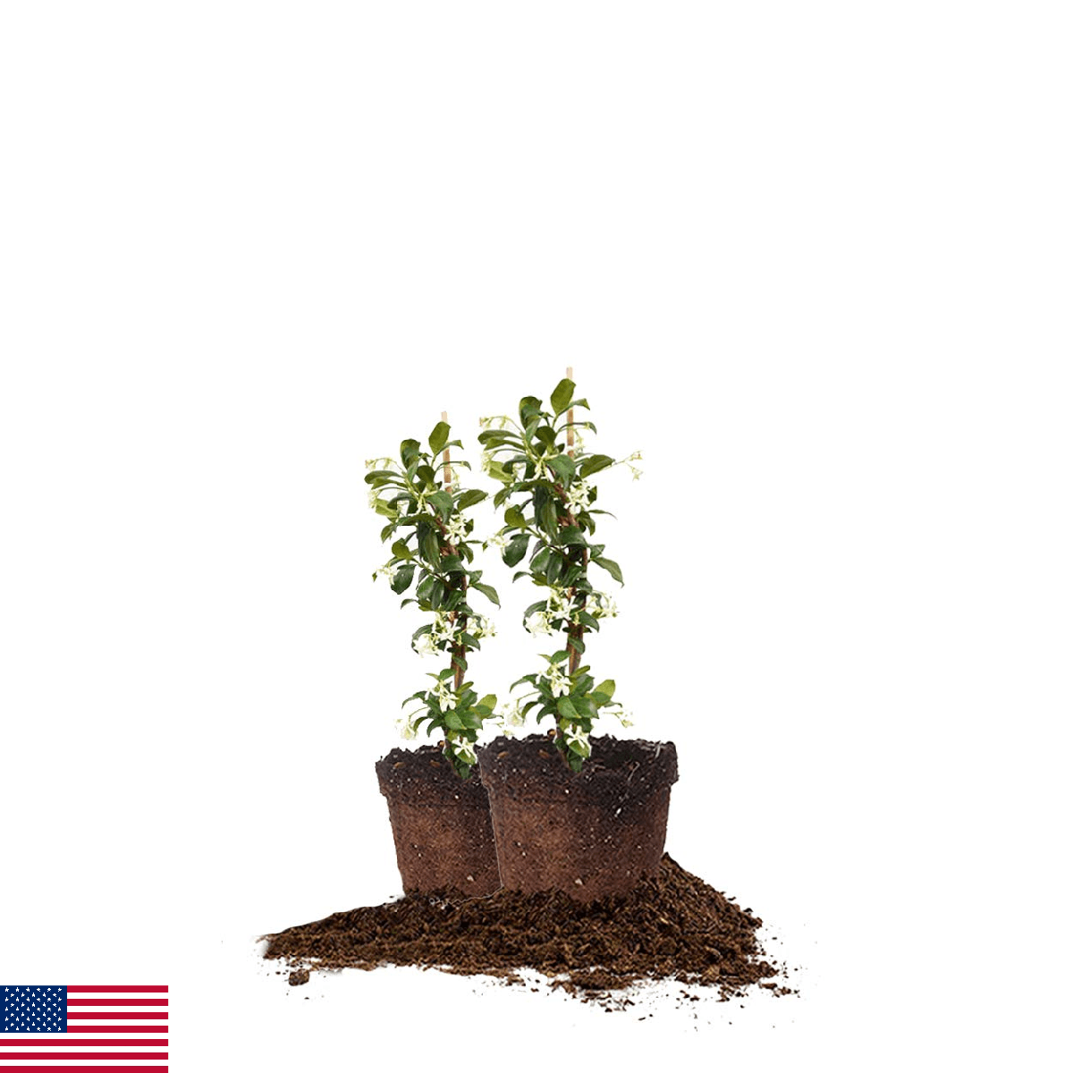 Perfect Plants Confederate Jasmine Live Plant, 1 Gallon Pot - 2 Pack, Includes C - Image 1