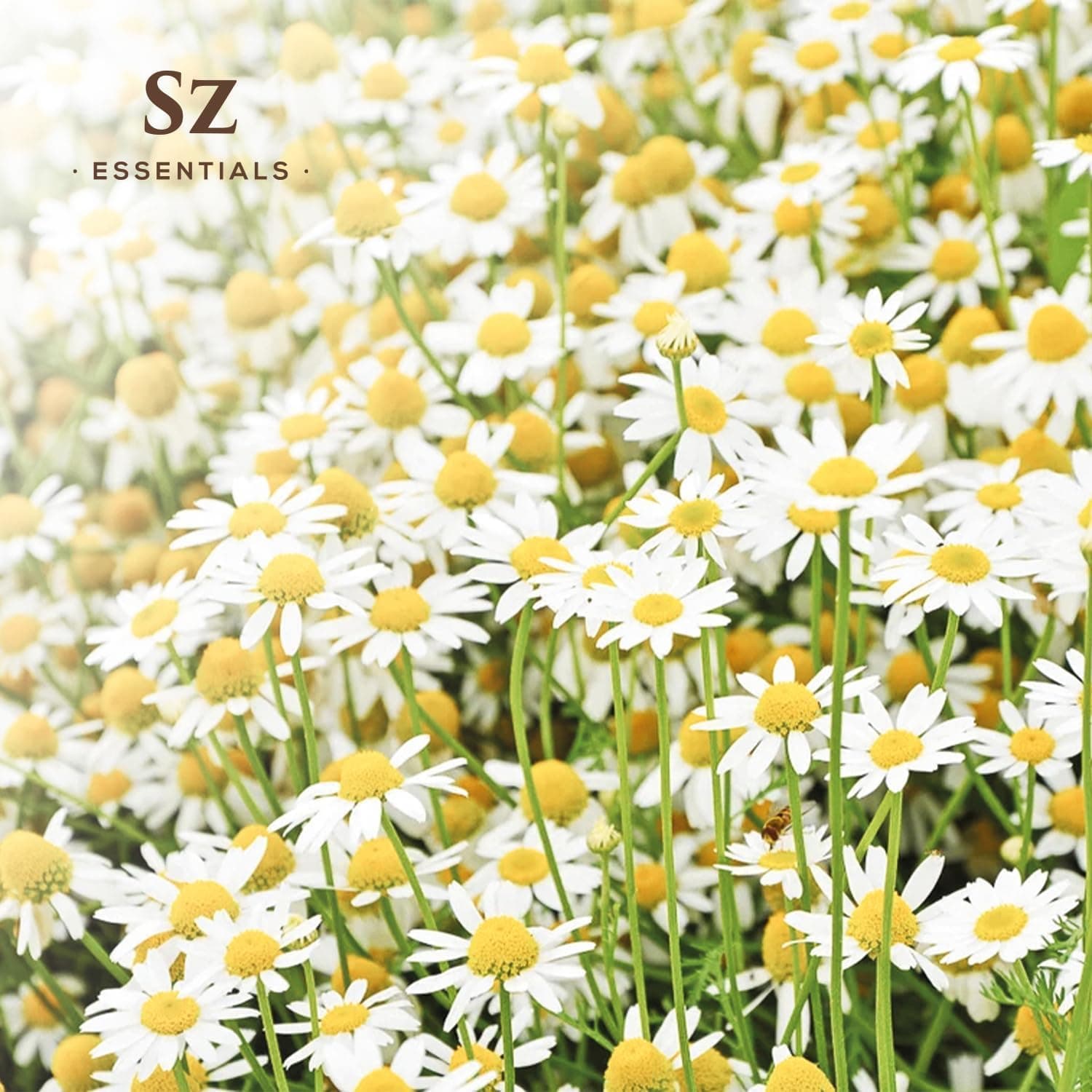 Sz Essentials Blue Chamomile Essential Oil 0.22 fl oz Deepest Blue German Bulgar - Thumbnail 9