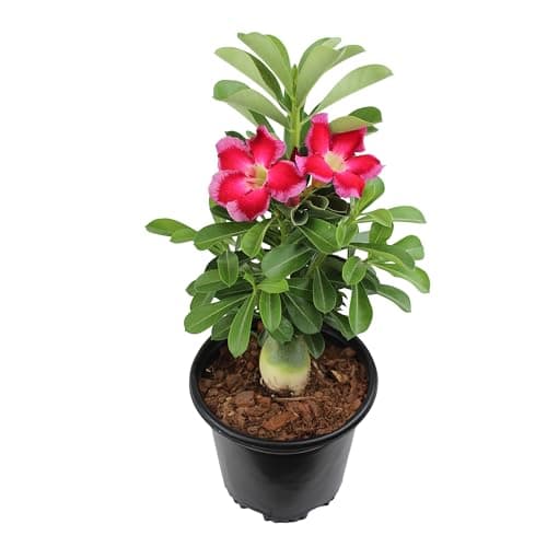 Pink Desert Rose Plant Live Succulent, 1 Gal Grower Pot, Adenium Desert Rose Pla - Thumbnail 3