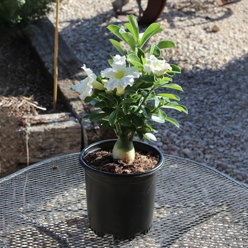 Pink Desert Rose Plant Live Succulent, 1 Gal Grower Pot, Adenium Desert Rose Pla - Thumbnail 4