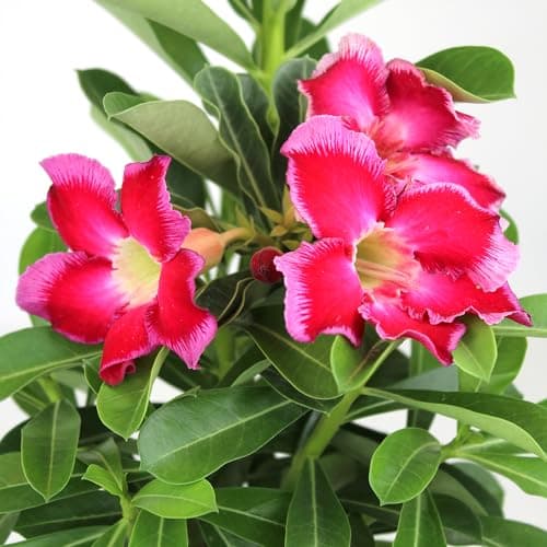 Pink Desert Rose Plant Live Succulent, 1 Gal Grower Pot, Adenium Desert Rose Pla - Thumbnail 2